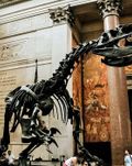 New York City: American Museum of Natural History Ticket & Audio Tour