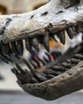 Berlin: Natural History Museum Ticket & Audio Tour of Dinos, Earth & Space