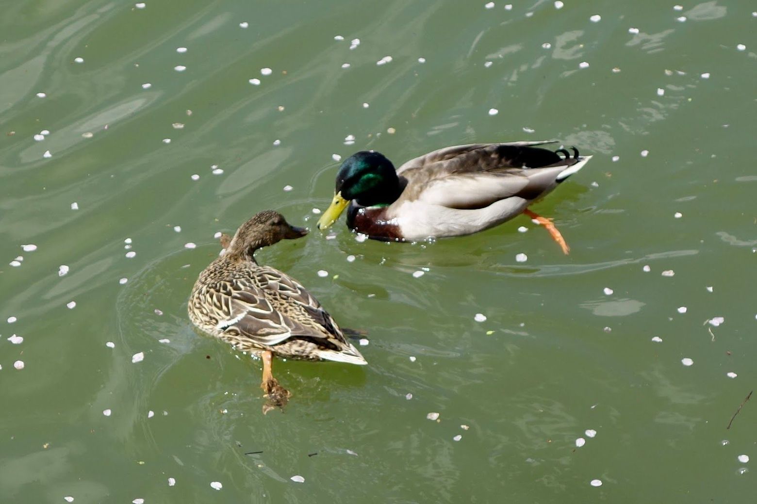 Washington, D.C.: Tidal Basin Treasures Audio Tour - photo 2