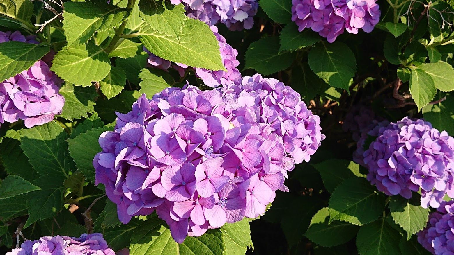 Tokyo: Echoes of Old Town Charms Audio Tour - photo 2