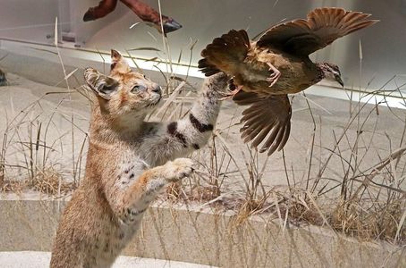 Washington D.C.: Smithsonian National Museum of Natural History Audio Tour - photo 3