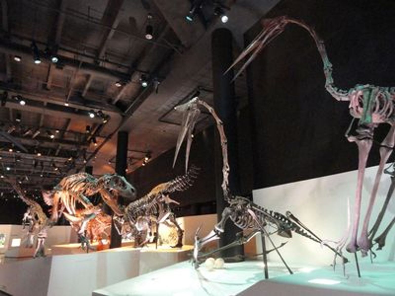 Houston: Museum of Natural Science Ticket & Audio Tour - photo 3