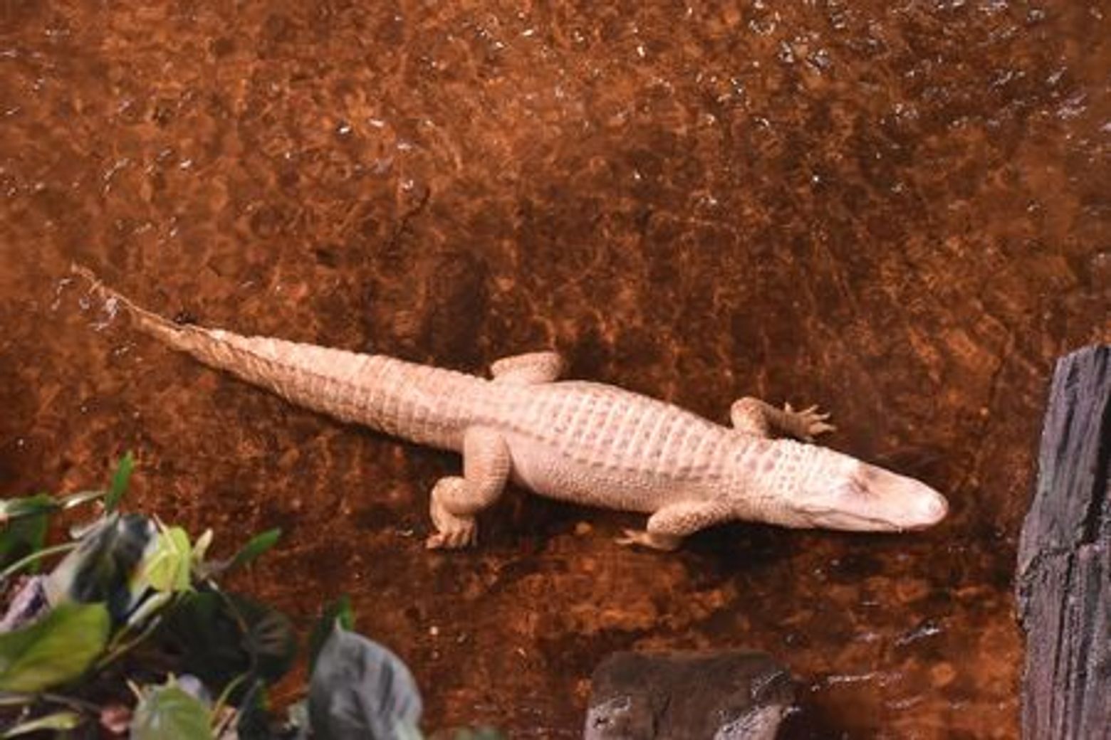 Aquarium de Paris: Entrance Ticket - photo 4