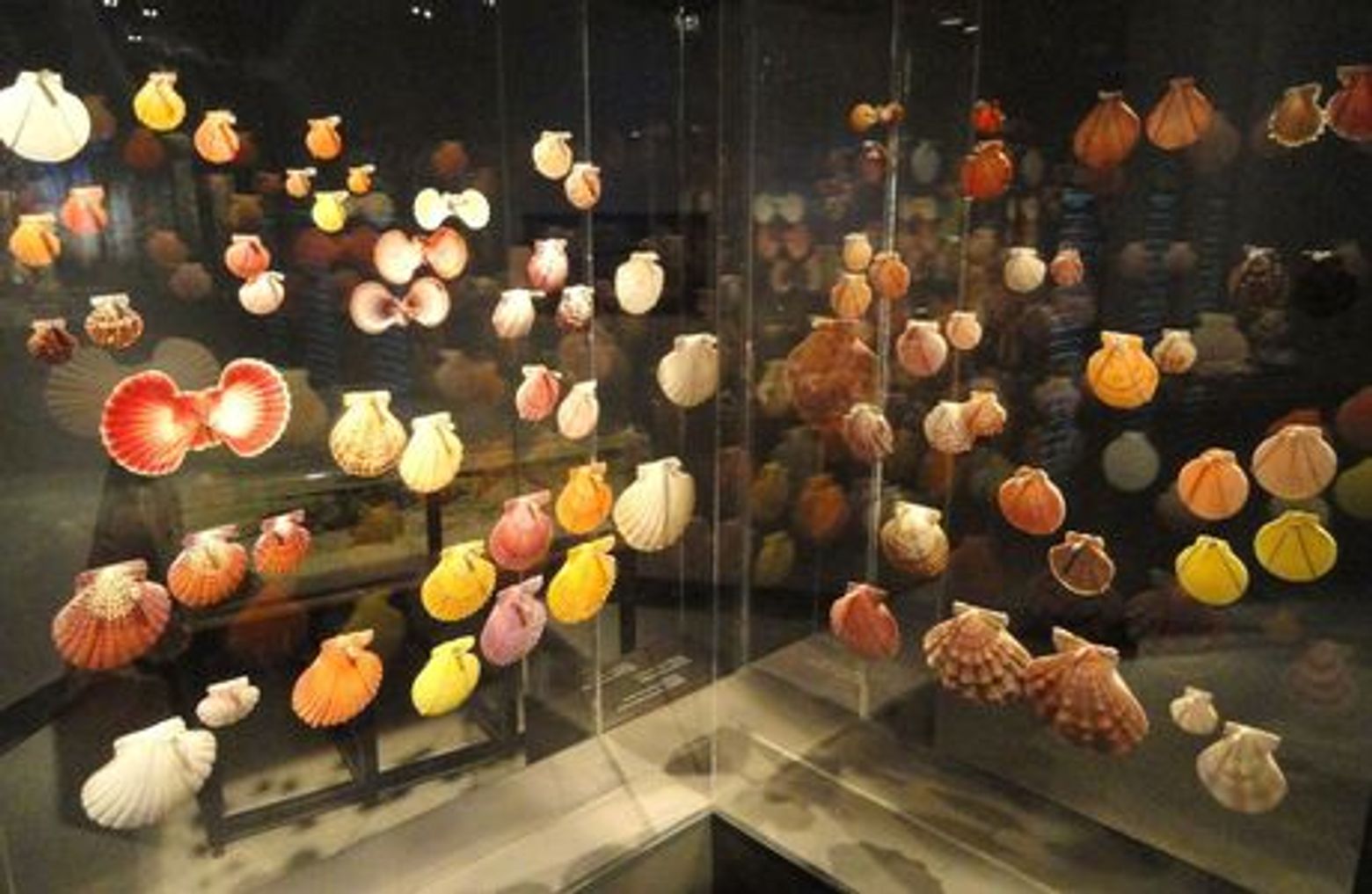 Houston Museum of Natural Science Entrance Ticket - photo 3