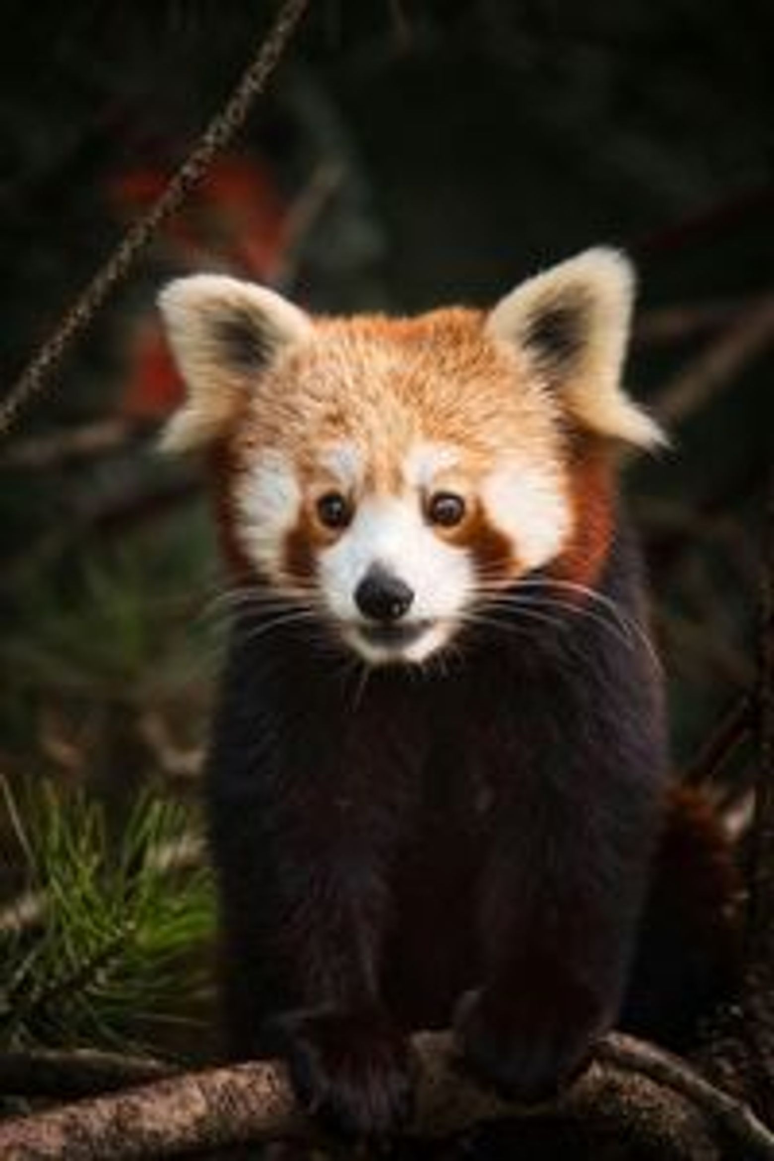 Parco Natura Viva: Open Date Ticket - photo 3