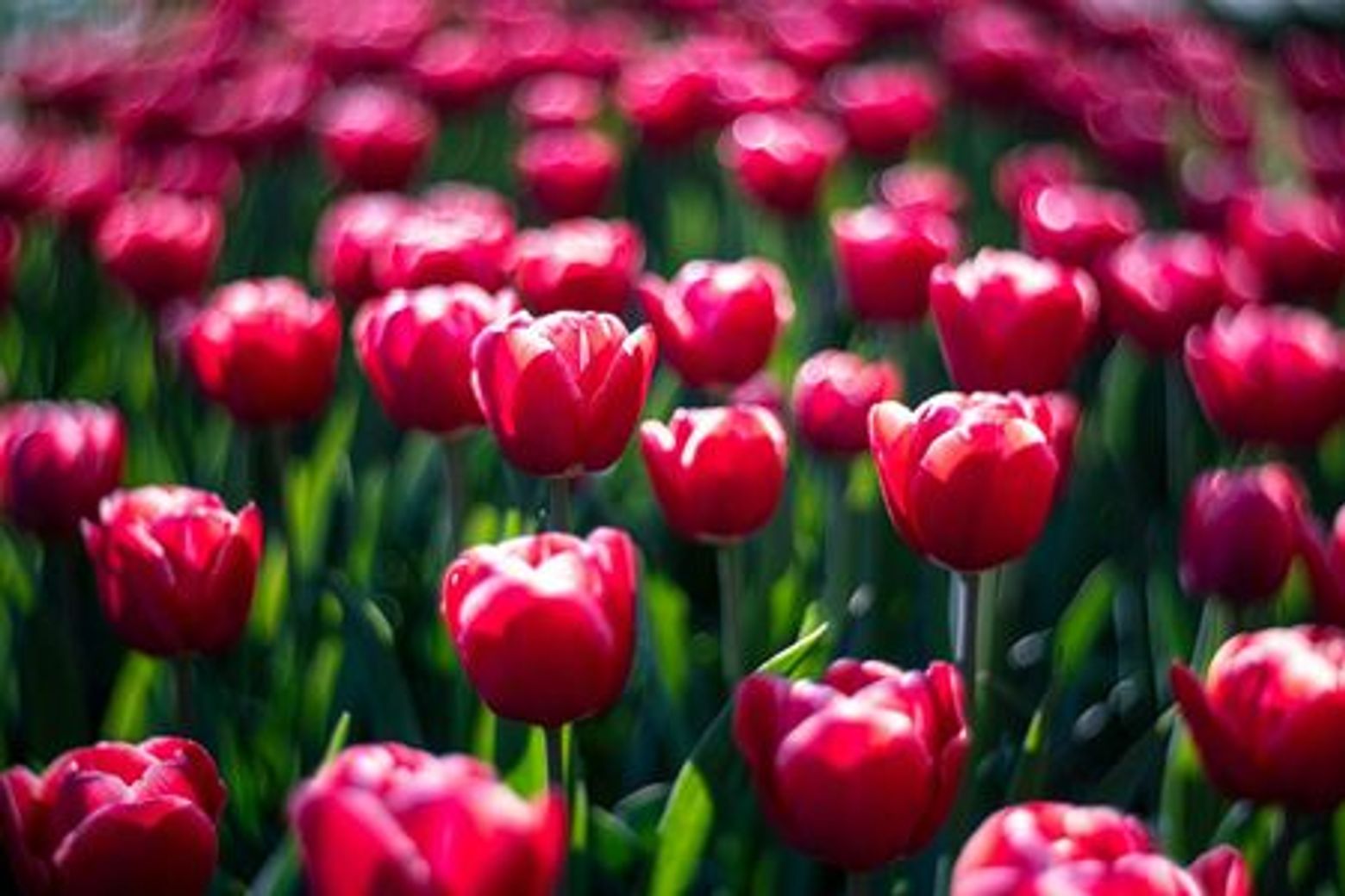 Keukenhof: Entry + Return Bus Transfer from A’dam Tower - photo 4