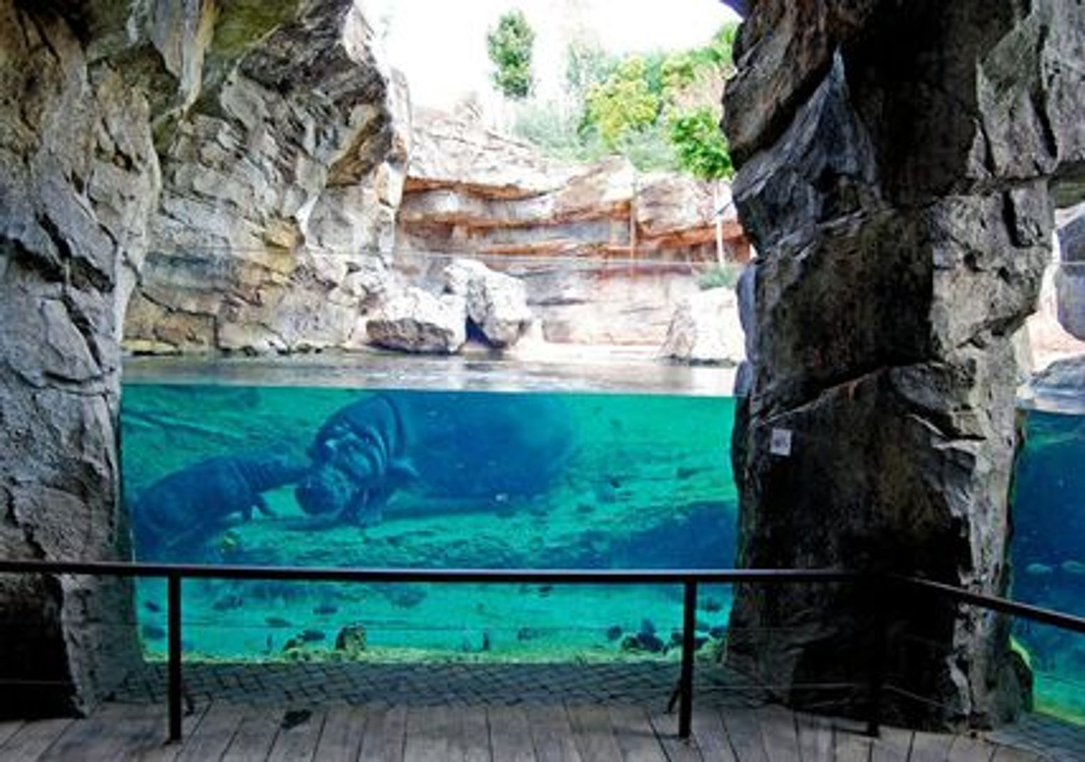 Bioparc Valencia: Fast Track Ticket - photo 3