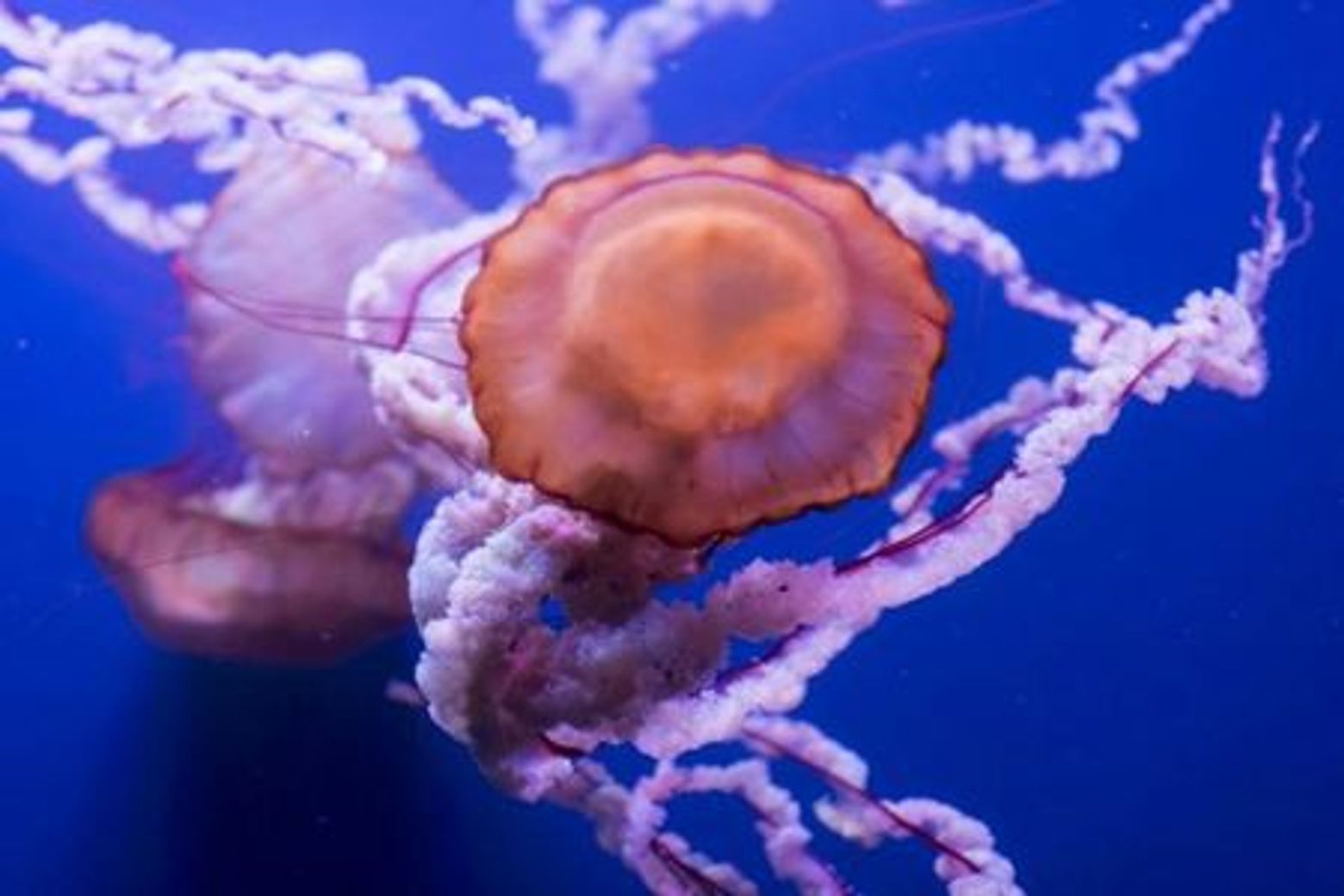 Seville Aquarium: Entry Ticket - photo 4