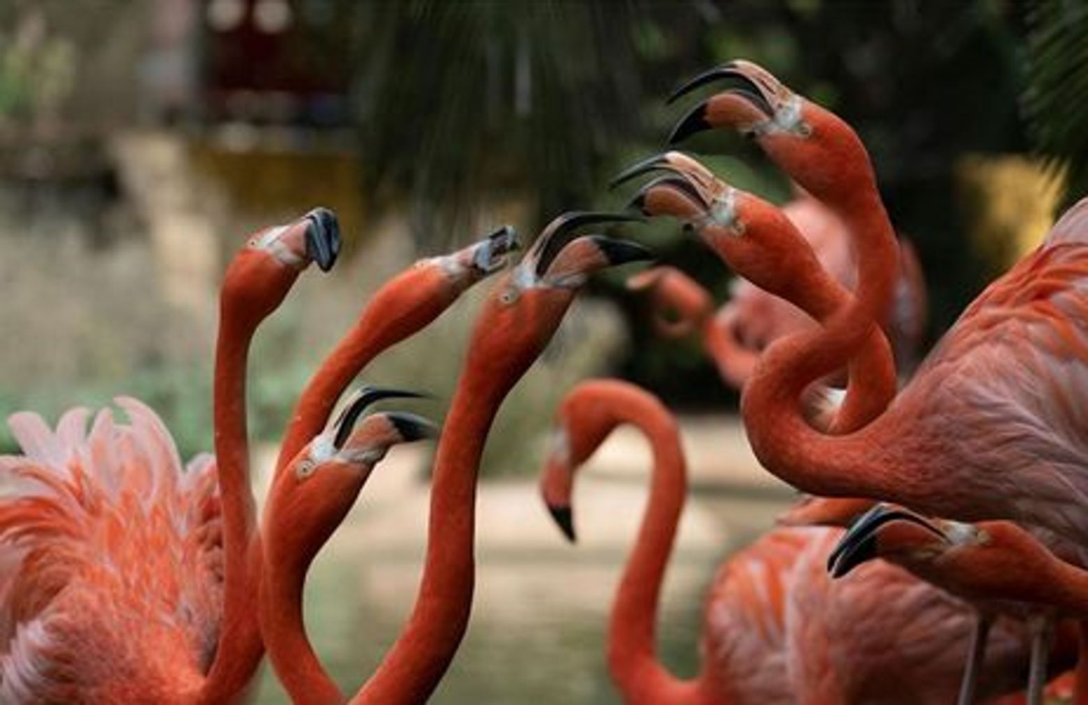 Lagos Zoo: Entry Ticket - photo 3