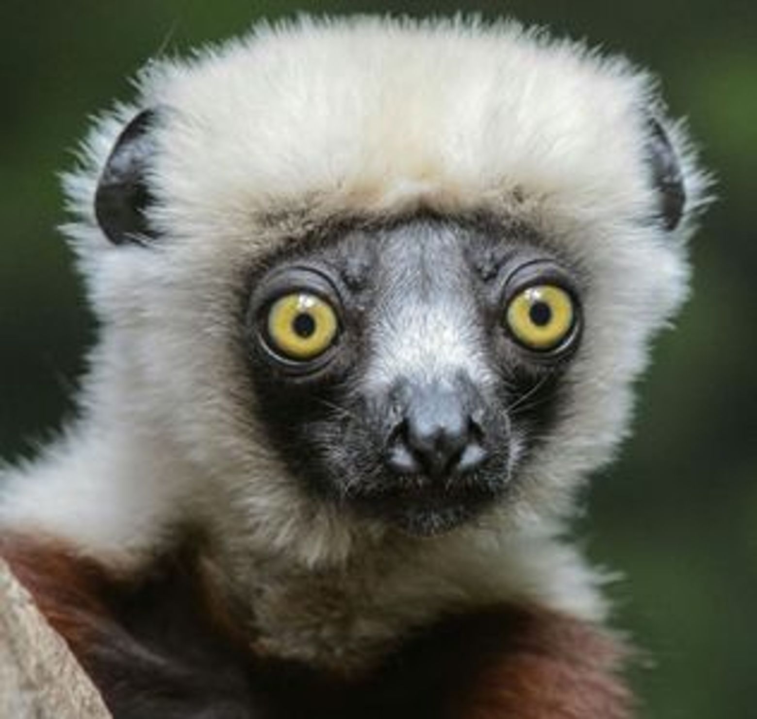 Bronx Zoo: Entry Ticket - photo 4