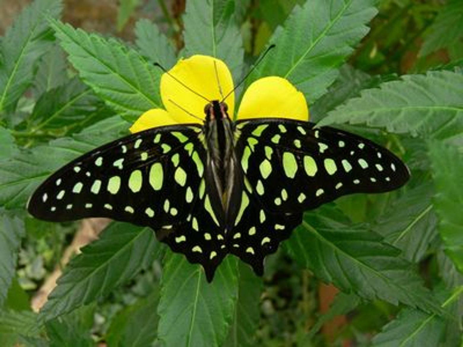 Benalmadena Butterfly Park: Entry Ticket - photo 4