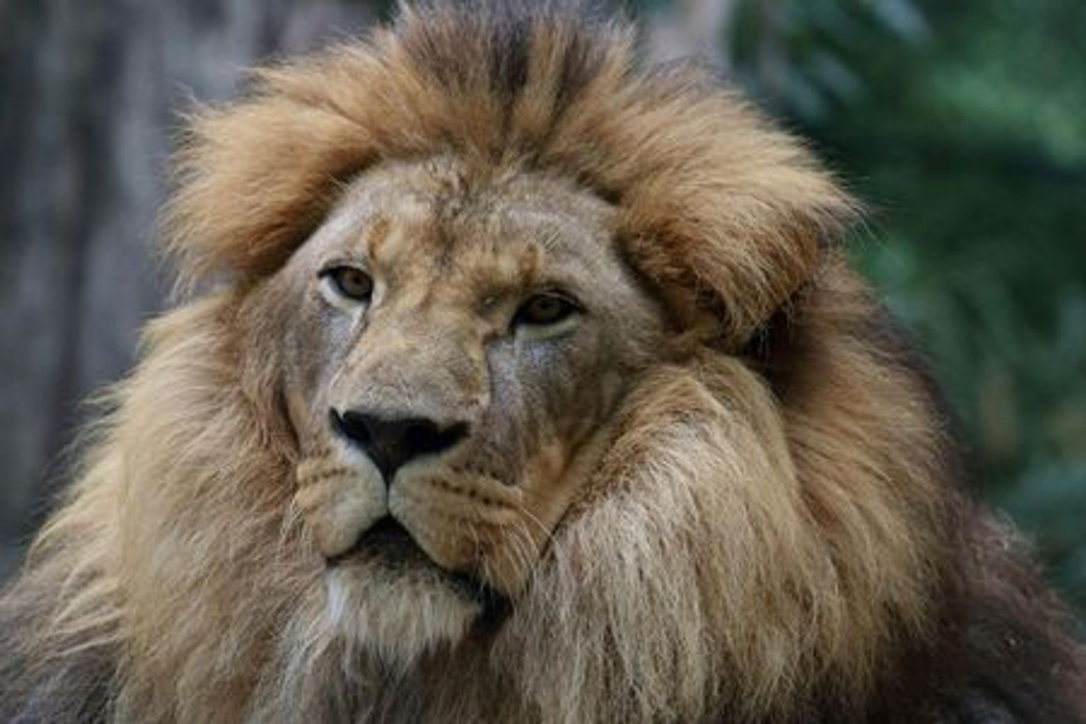 Pistoia Zoological Garden: Fast Track Ticket - photo 4