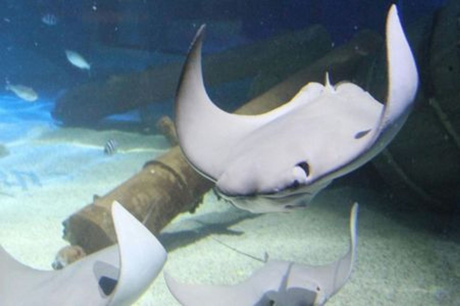 Exploris Aquarium: Entry Ticket - photo 3