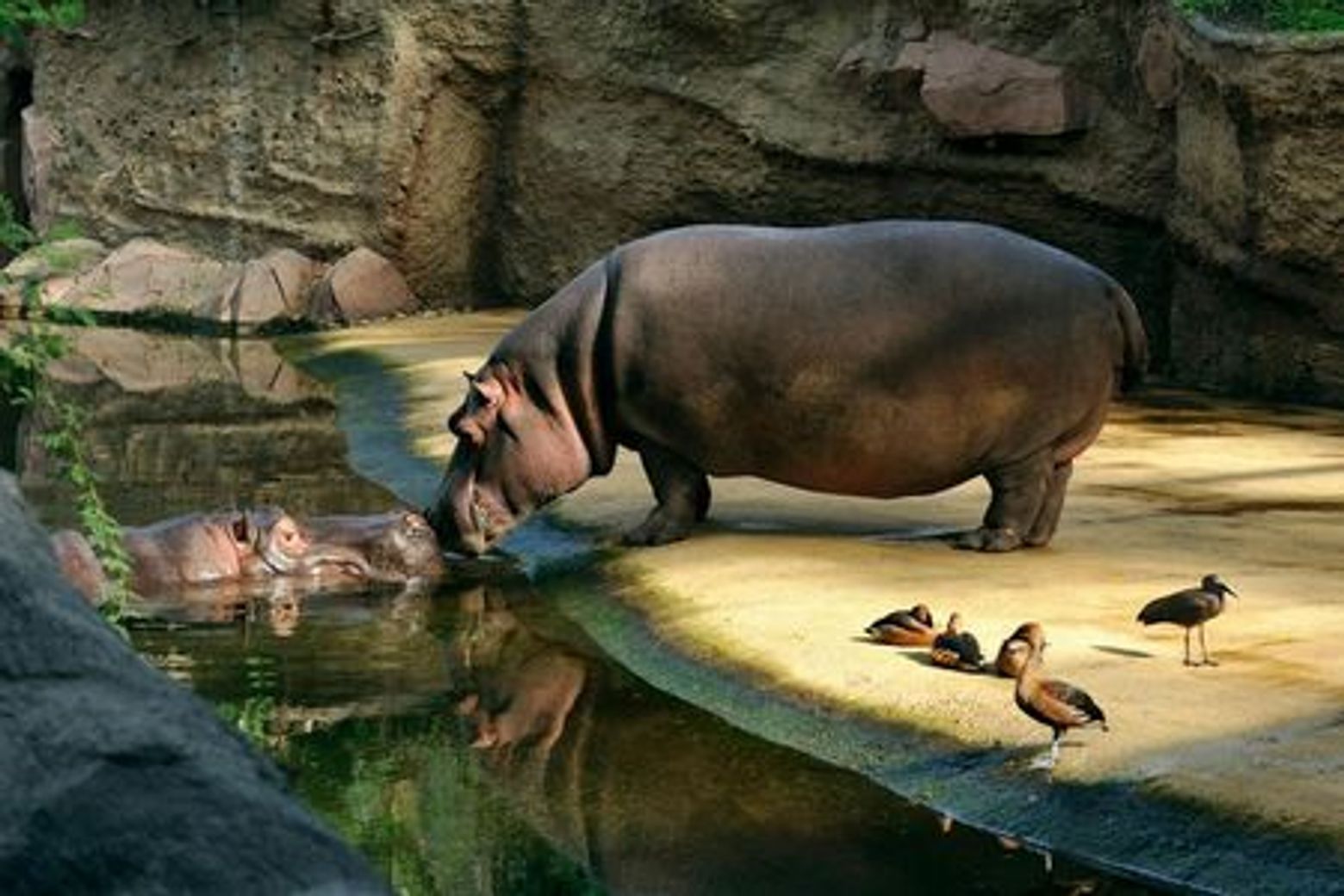 Cologne Zoo & Aquarium: Entry Ticket - photo 3