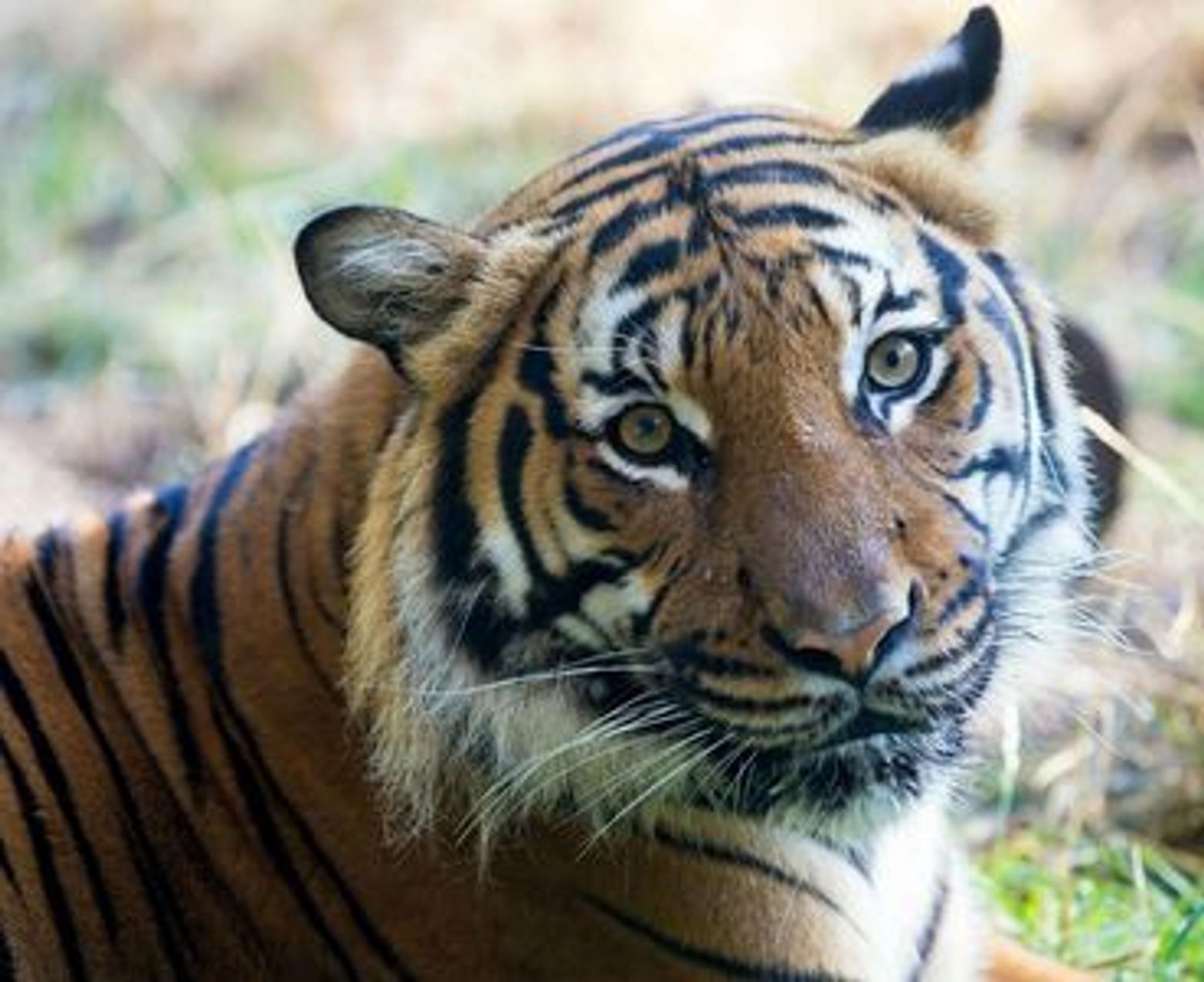 Woodland Park Zoo: Skip The Line Ticket - photo 3