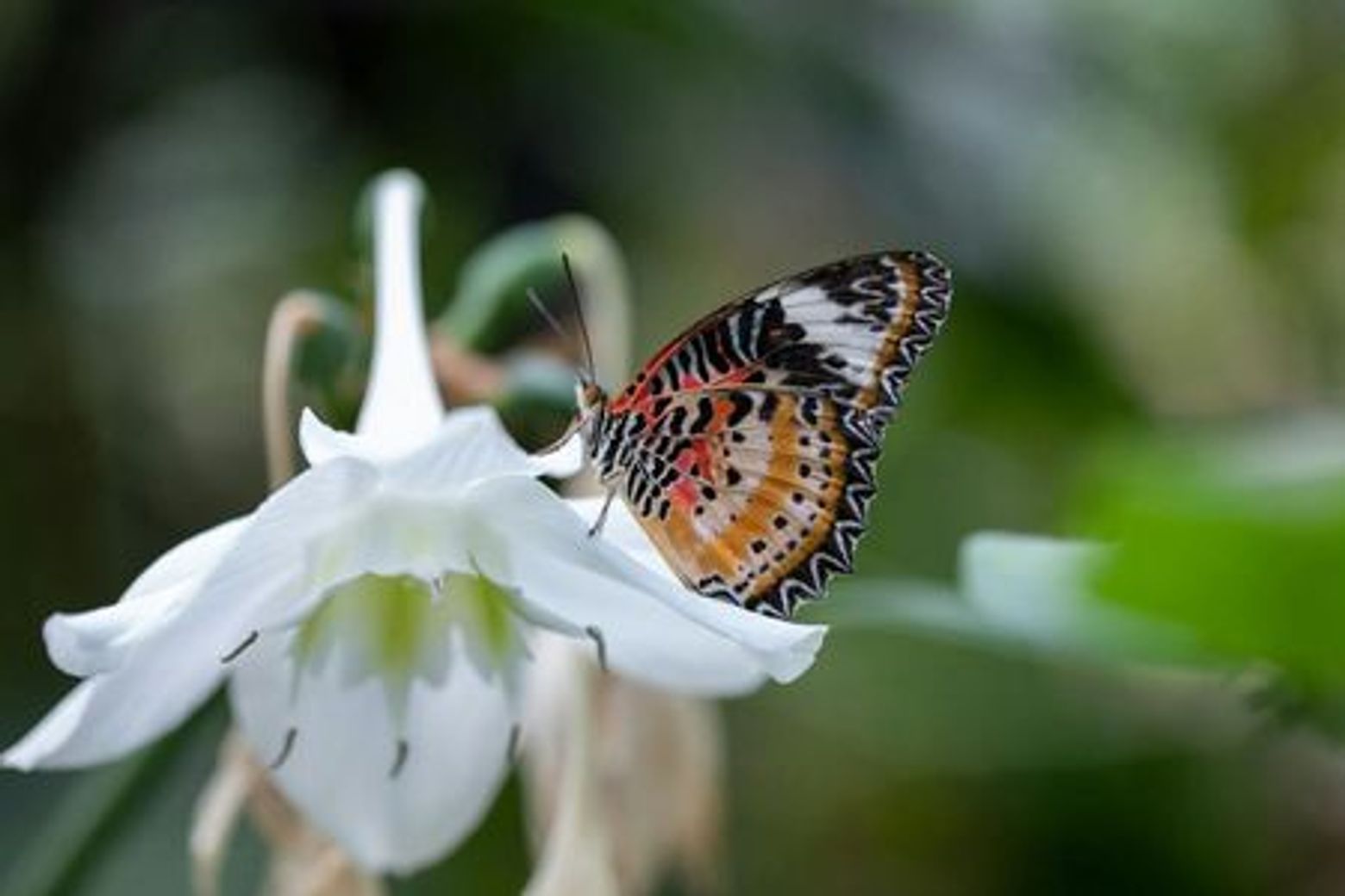 Cockrell Butterfly Center at the Houston Museum of Natural Science: Entry Ticket - photo 4