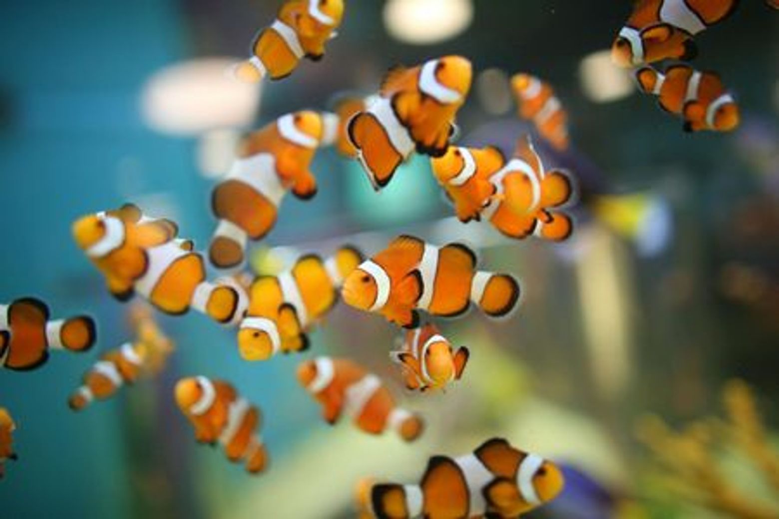 Ripley's Aquarium of Canada: Entry Ticket - photo 3