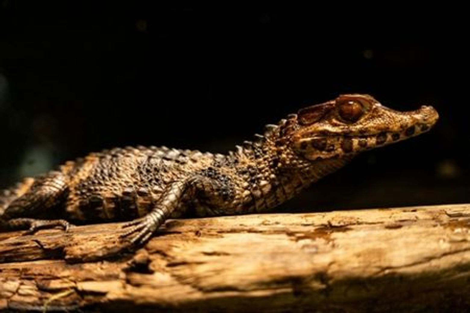 Victoria Butterfly Gardens: Entry Ticket - photo 3