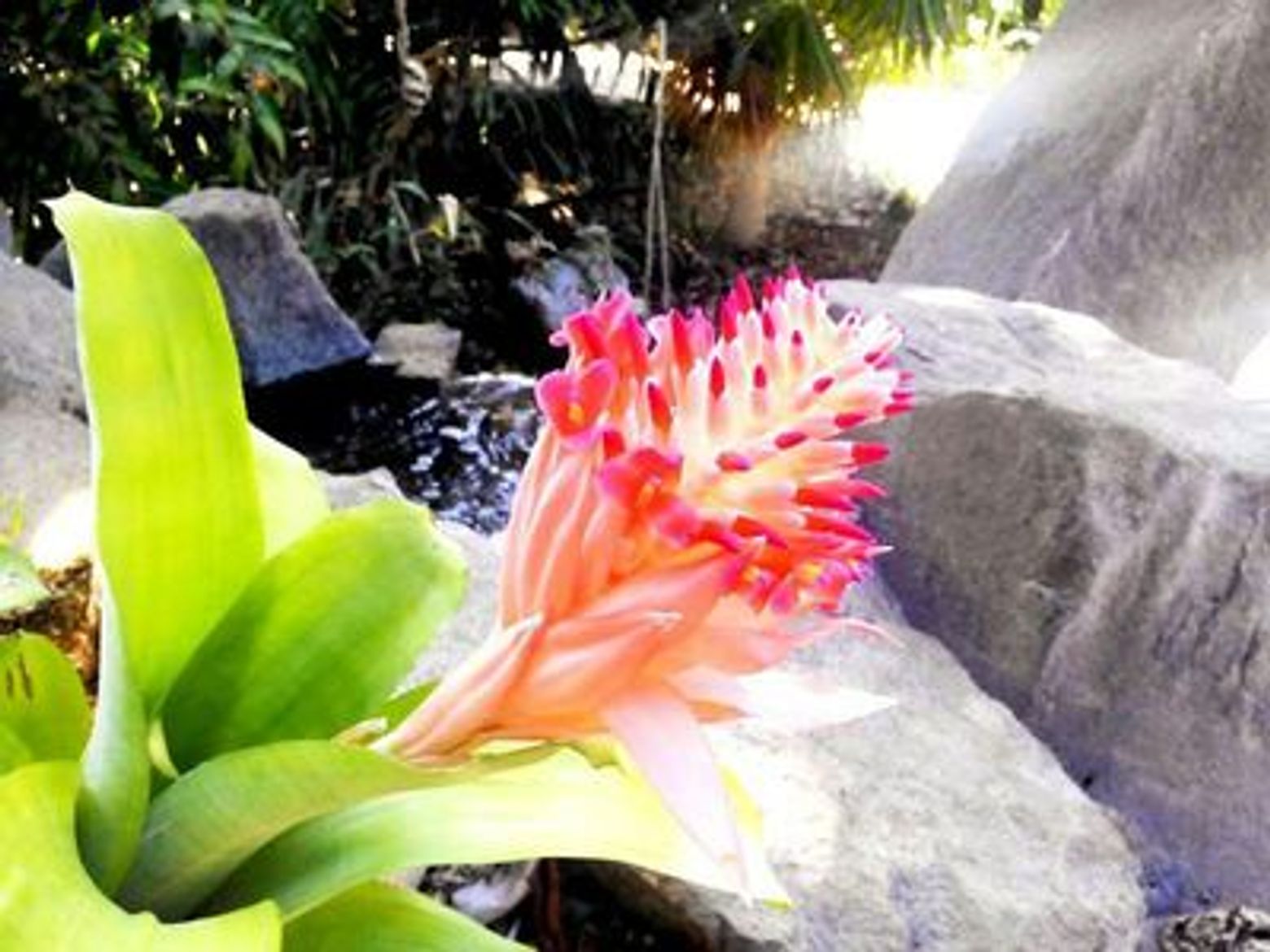 Palmetum of Santa Cruz de Tenerife: Entry Ticket - photo 3