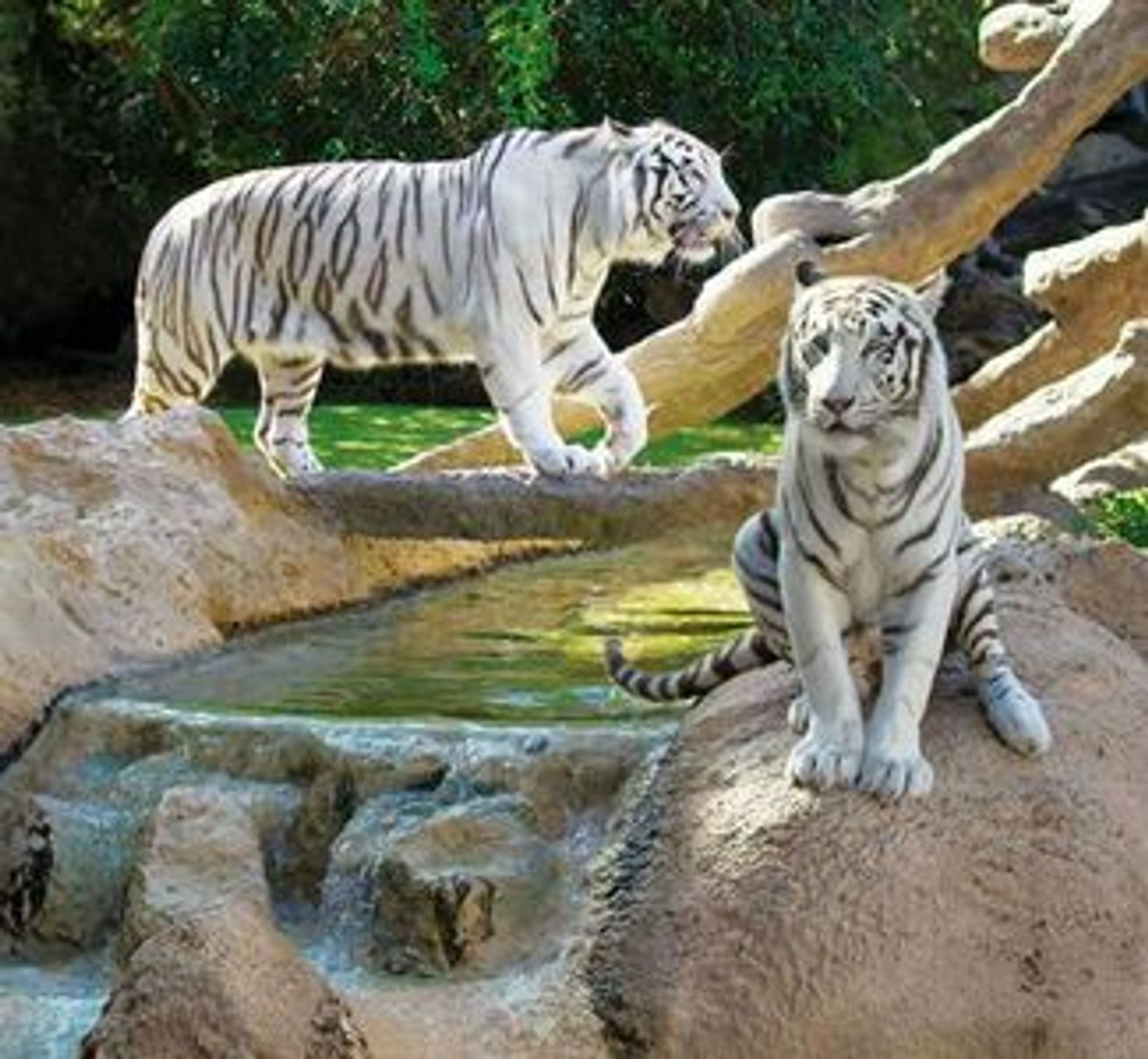 Loro Parque: Entry Ticket + Transport - photo 3