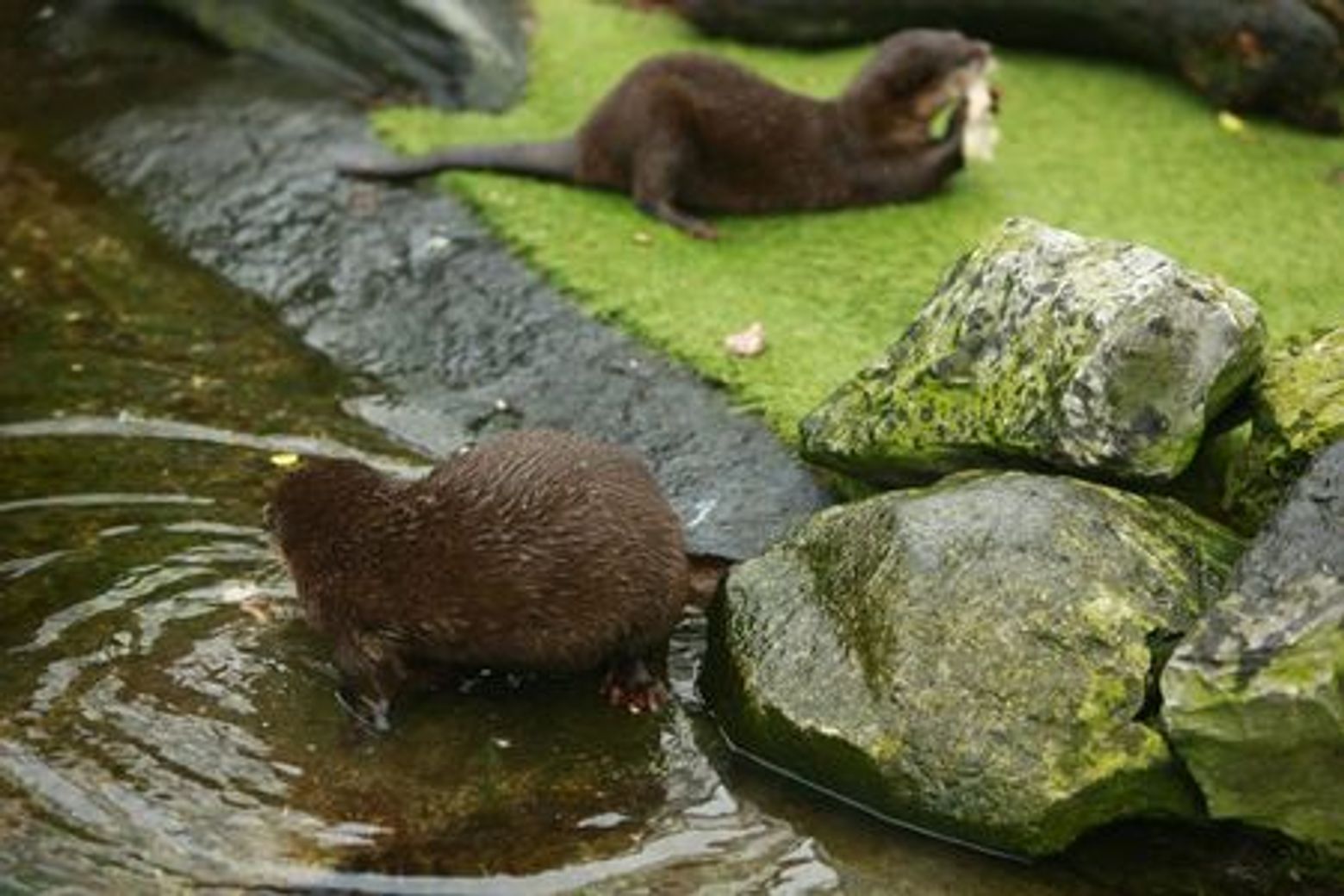 SEA LIFE Blankenberge: Entry Ticket - photo 4