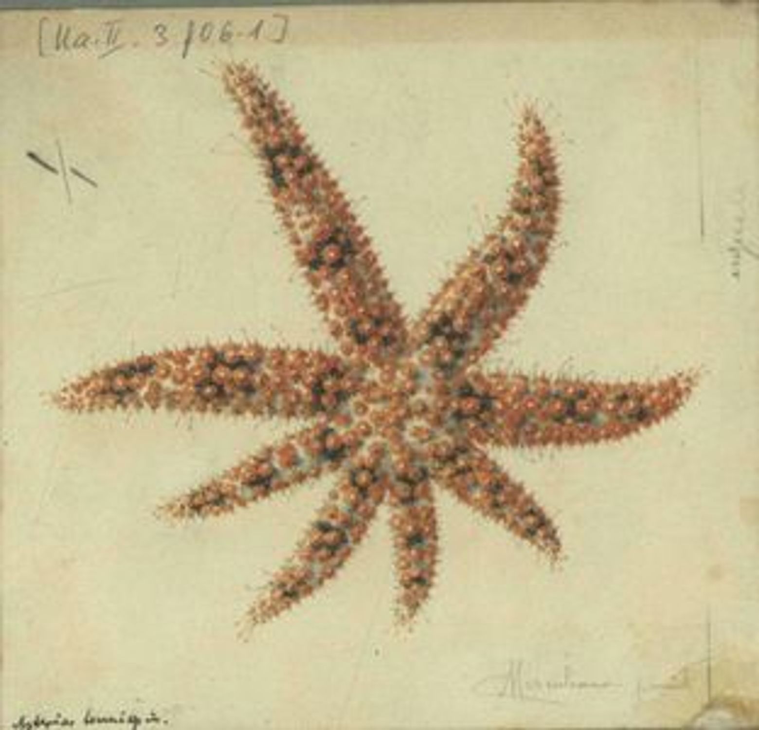 Aquarium of Naples: Entry Ticket - photo 3