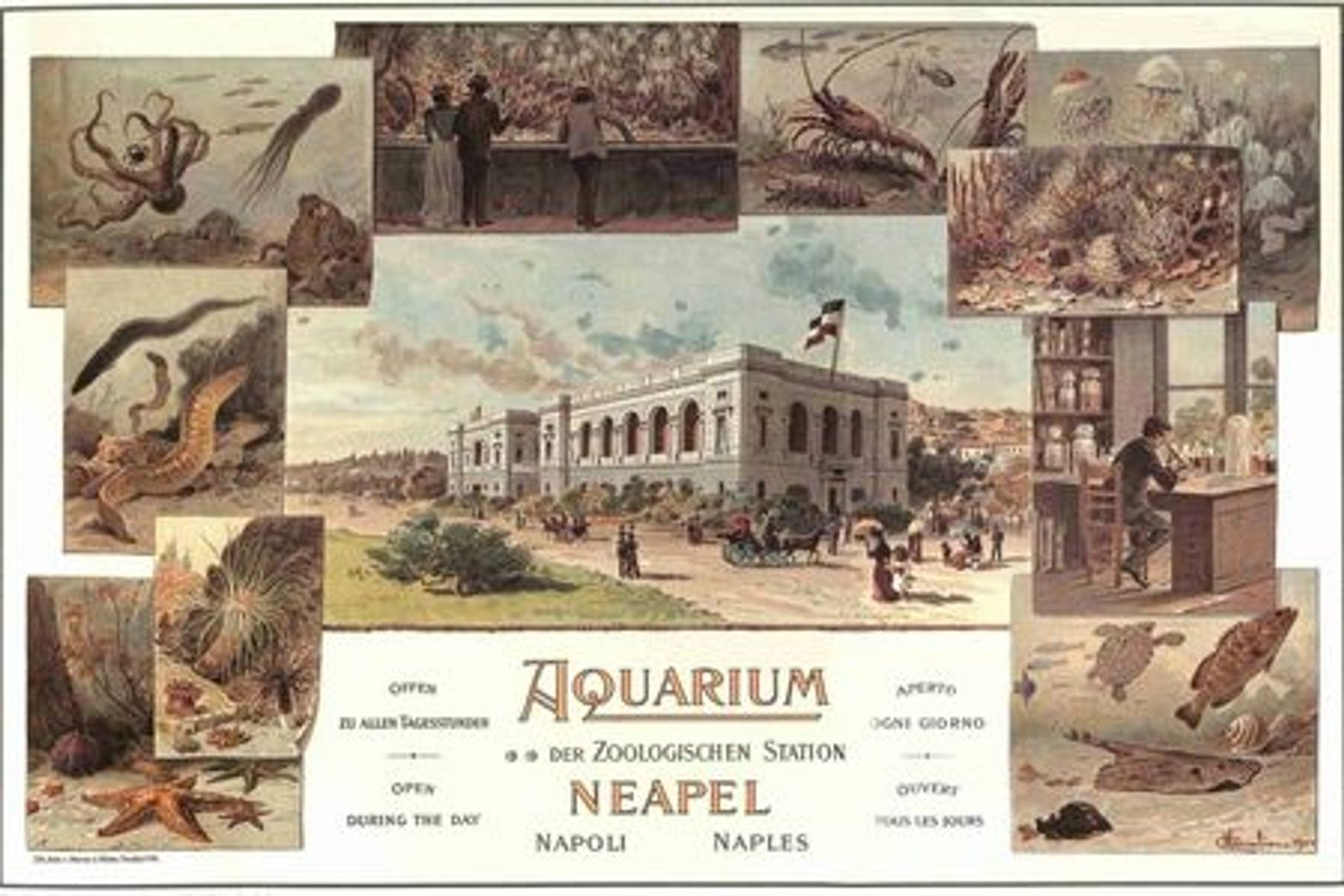 Aquarium of Naples: Entry Ticket - photo 4