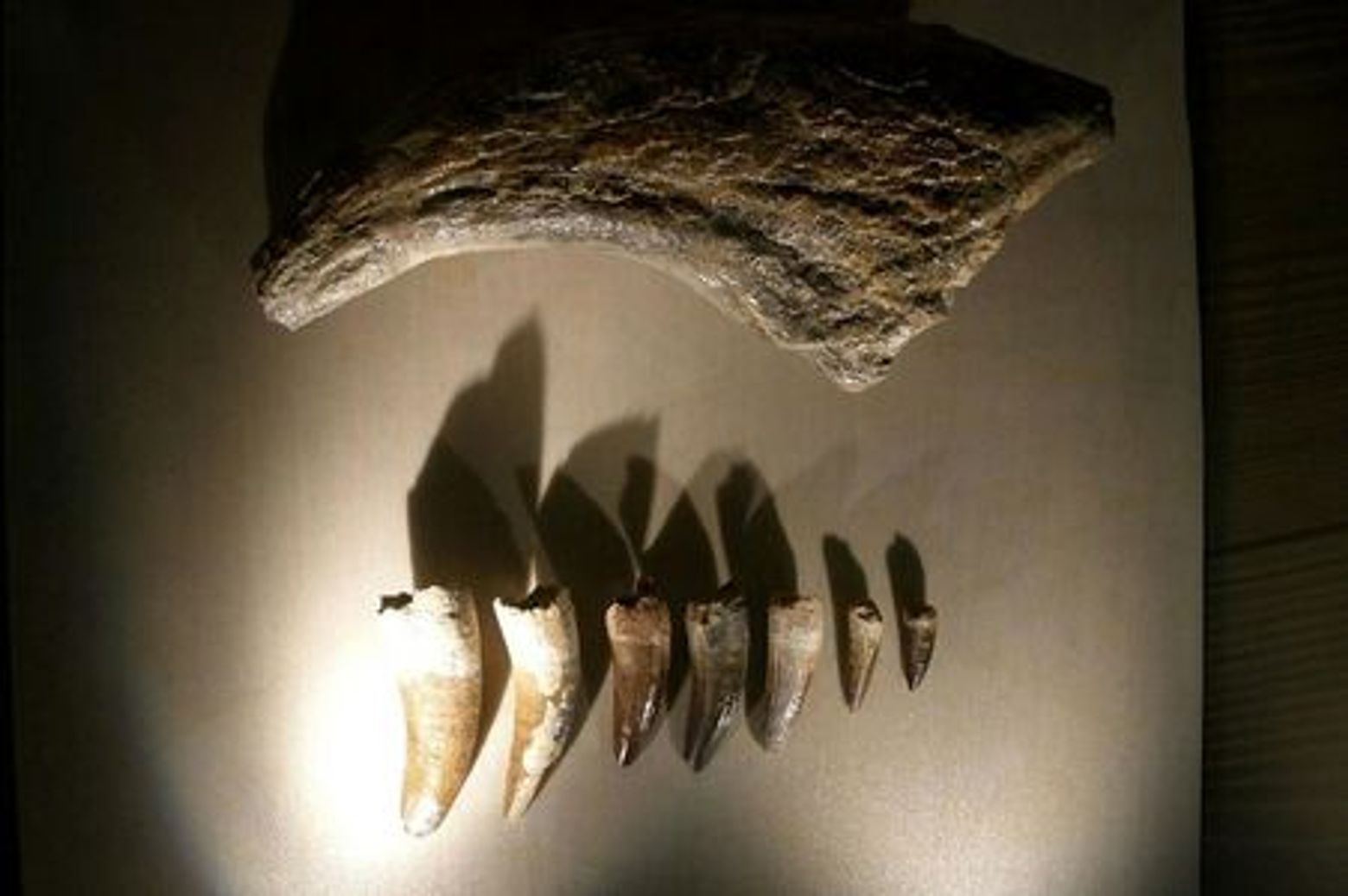 Natural History Museum (Museo di Storia Naturale): Entry ticket - photo 3