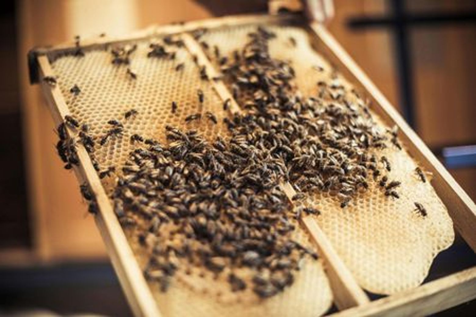 Open-Air Museum Ballenberg: Skip The Line Ticket - photo 3