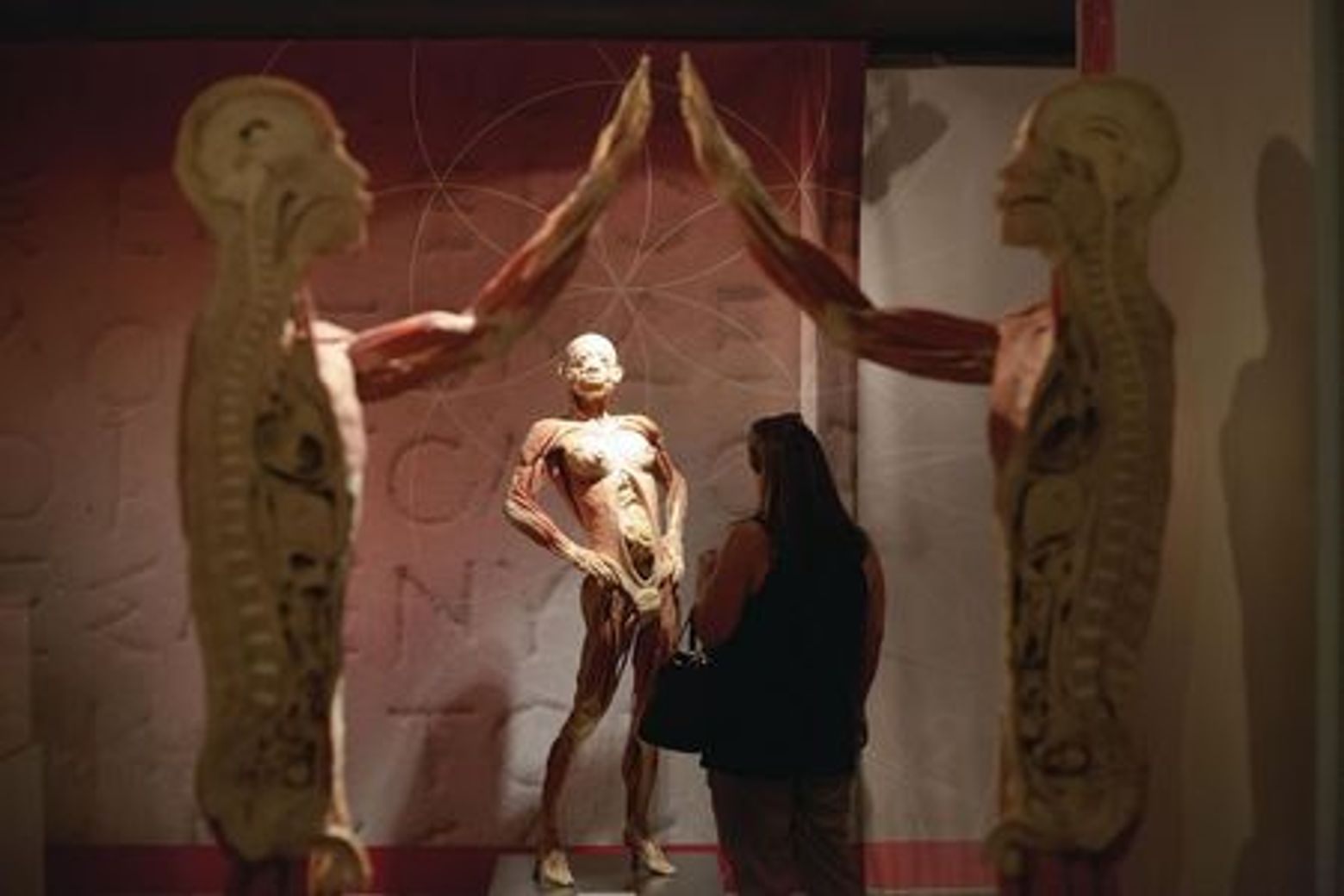 REAL Bodies at Horseshoe Las Vegas: Entry Ticket - photo 3