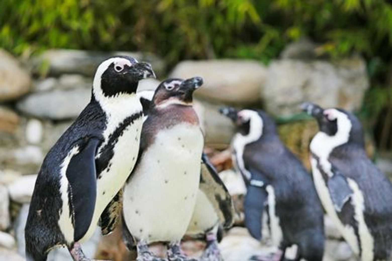 FyZoo: Entry Ticket - photo 3