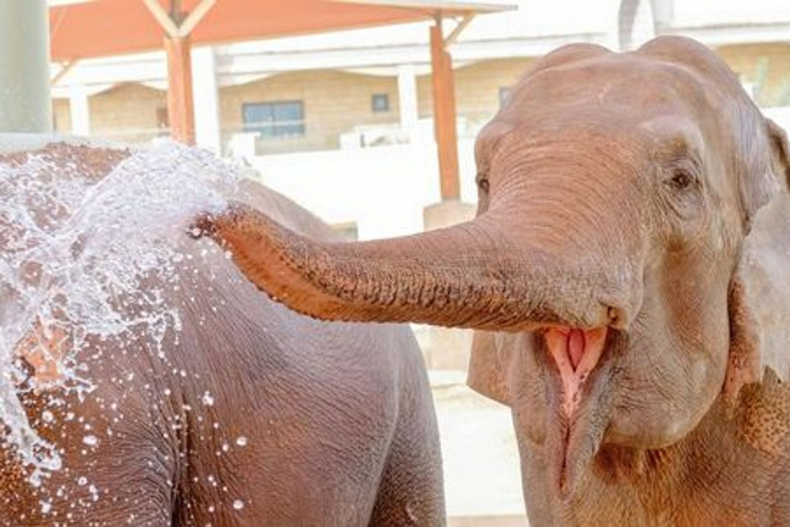 Emirates Park Zoo: Entry Ticket - photo 3