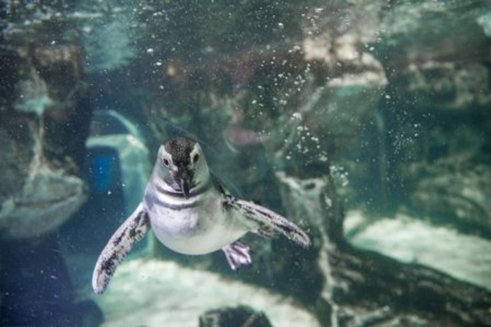 Genoa Aquarium: Entry Ticket + Street Food Tasting - photo 3