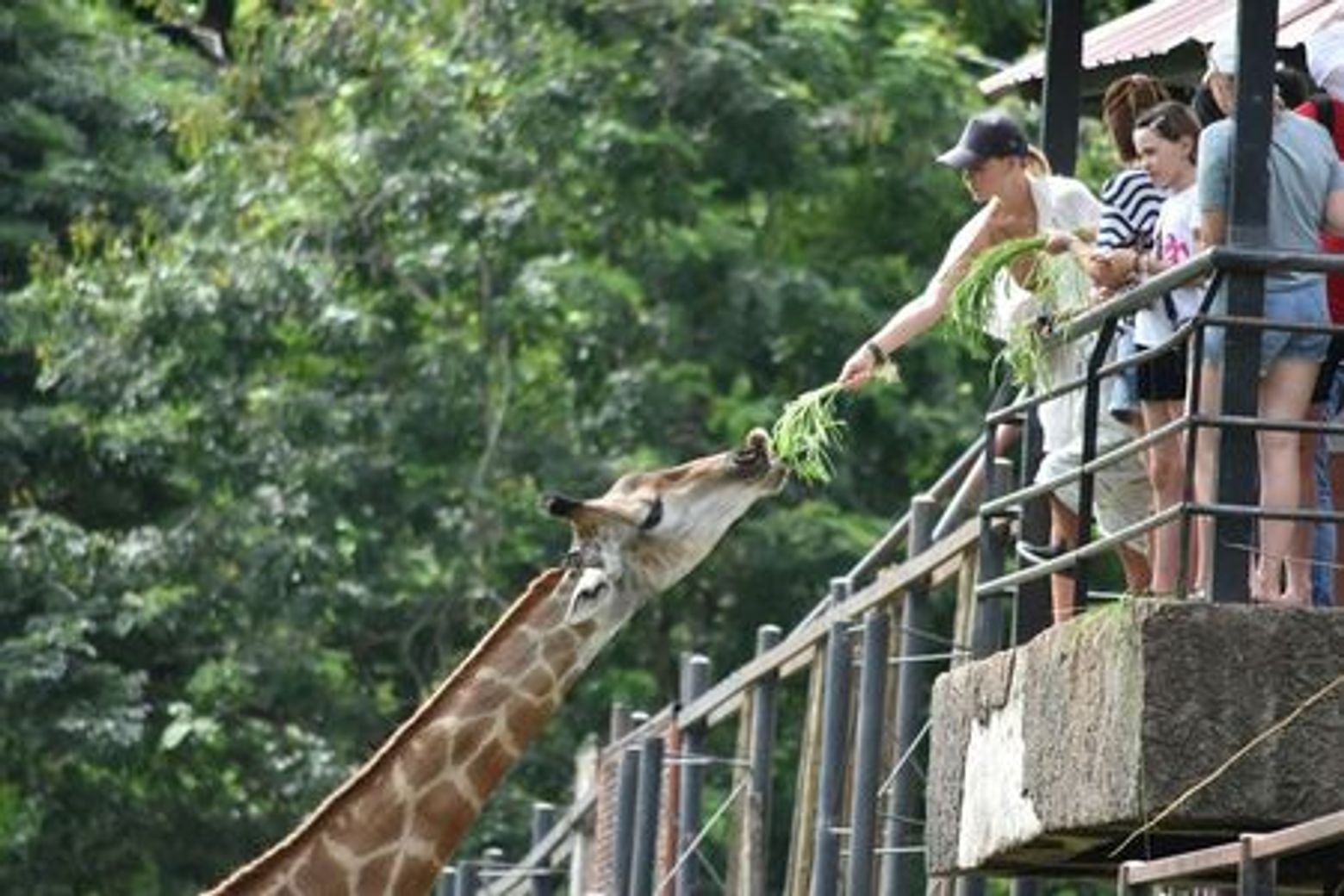 Khao Kheow Open Zoo: Entry Ticket - photo 4