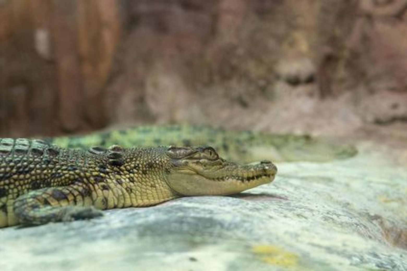 Istanbul: Emaar Aquarium & Underwater Zoo Entry Ticket - photo 3