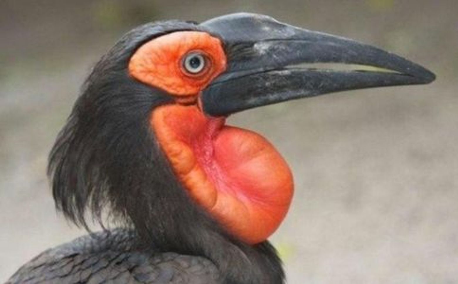 World of Birds Wildlife Sanctuary & Monkey Park: Entry Ticket - photo 4