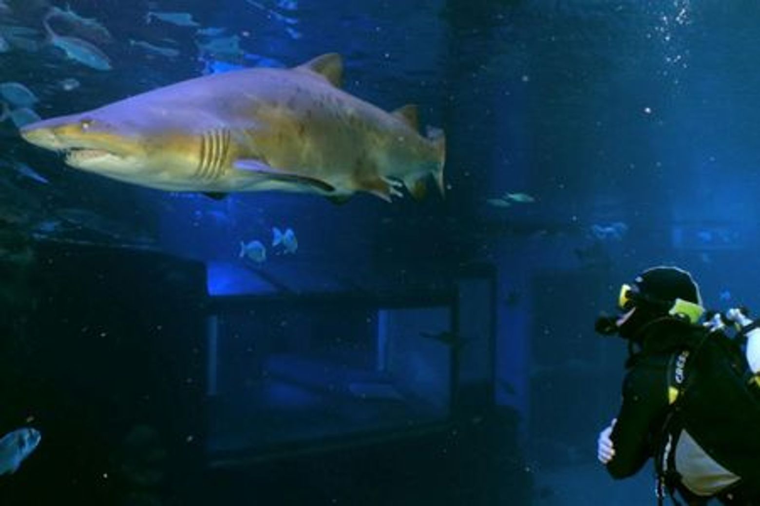 Palma Aquarium: Entrance + Diving with Sharks - photo 4