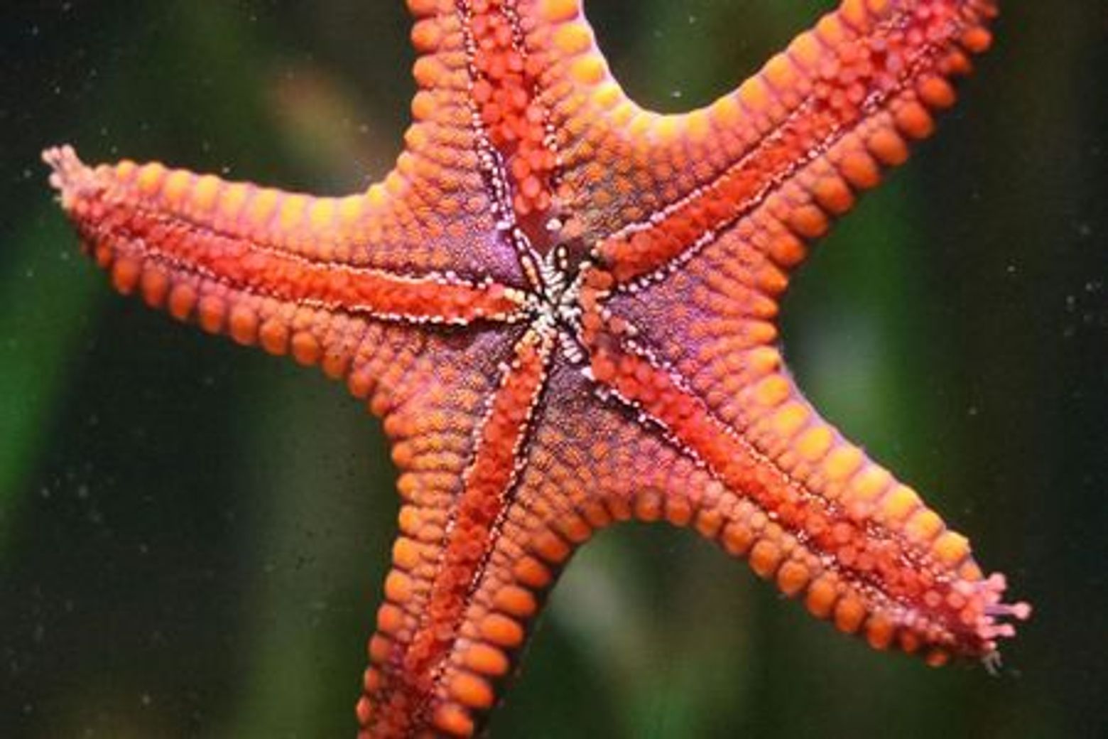 Michin Aquarium Guadalajara: Entry Ticket - photo 3