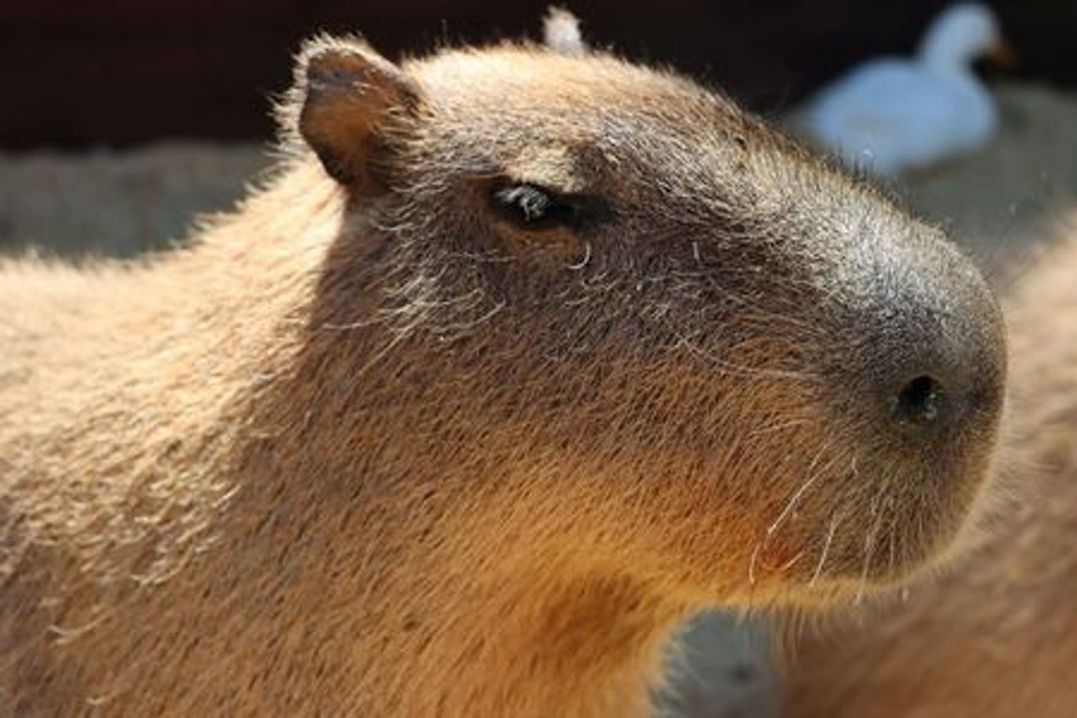 Michin Aquarium Guadalajara: Entry Ticket - photo 4