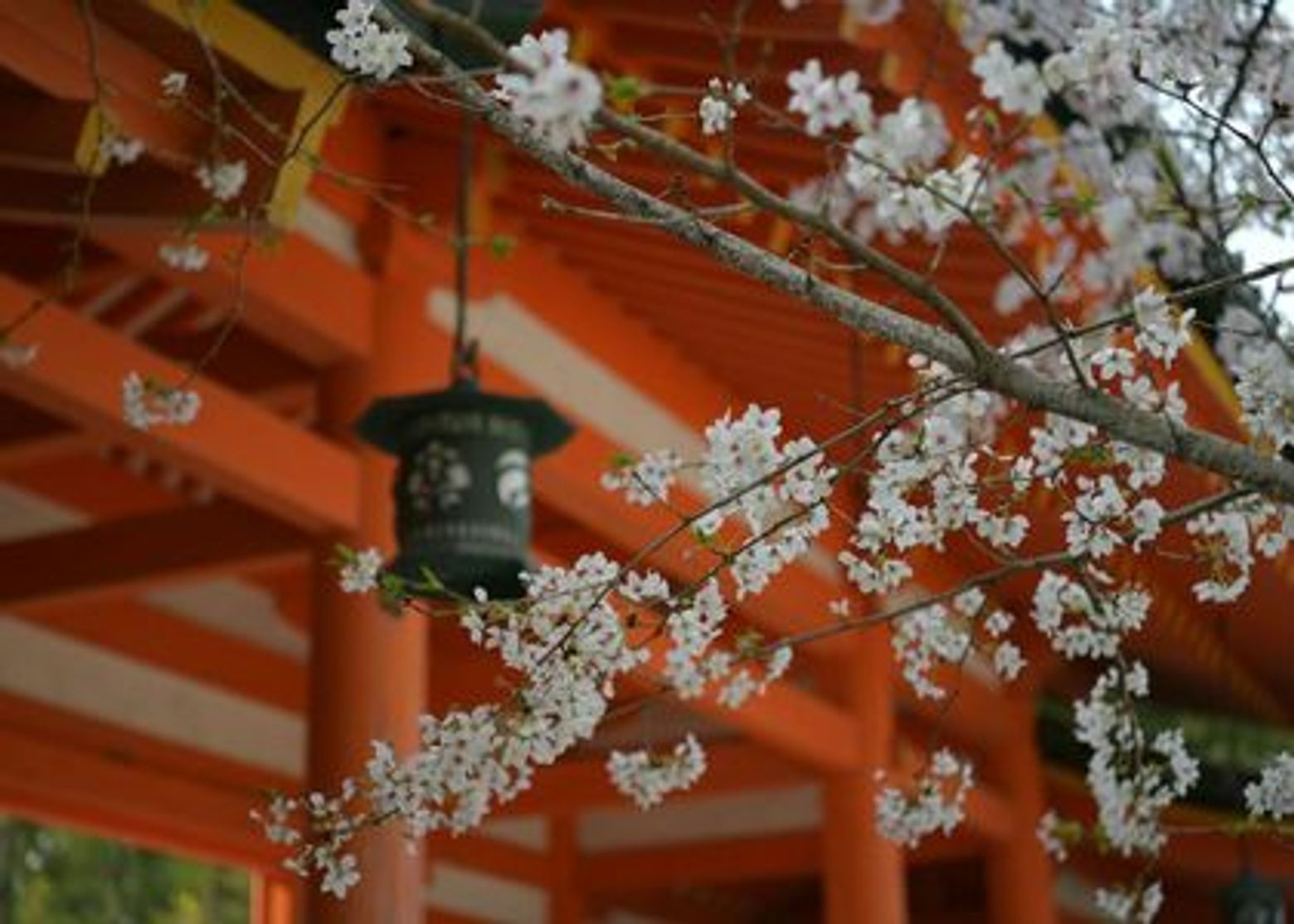 Kyoto: Historic Cherry Blossom Audio Tour - photo 3