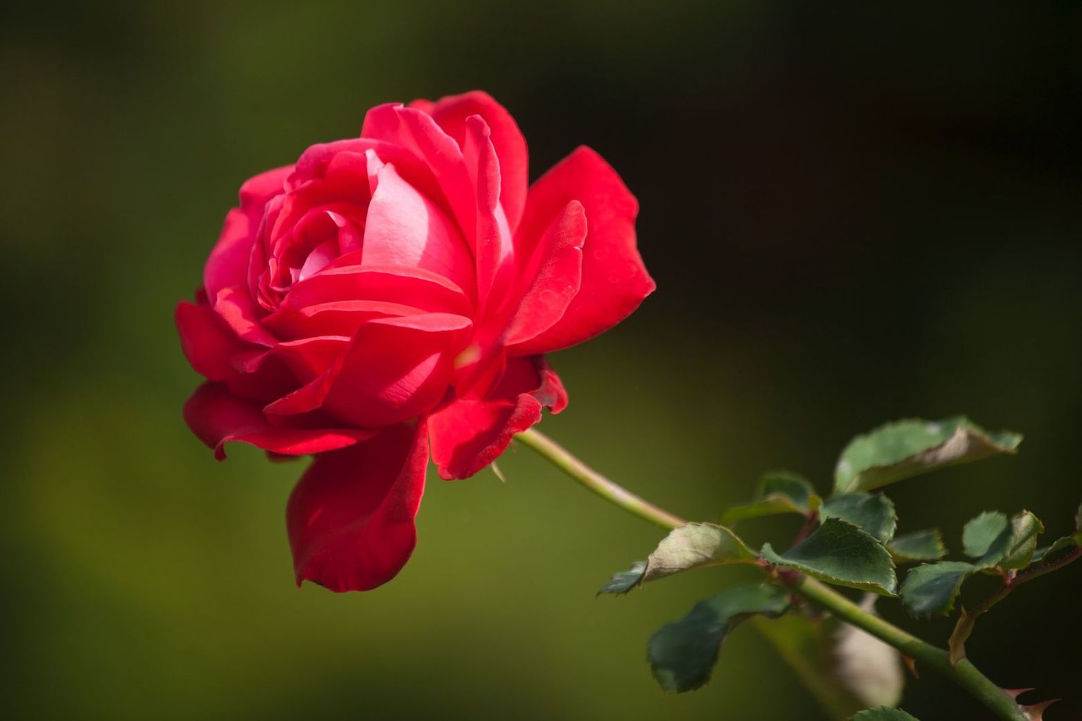 Vienna: Schonbrunn Palace Ticket & Grand Audio Tour - photo 2