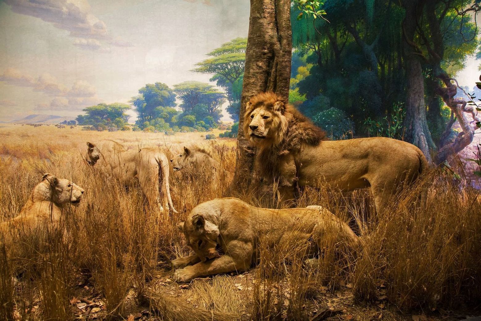 New York City: American Museum of Natural History Audio Tour - photo 2