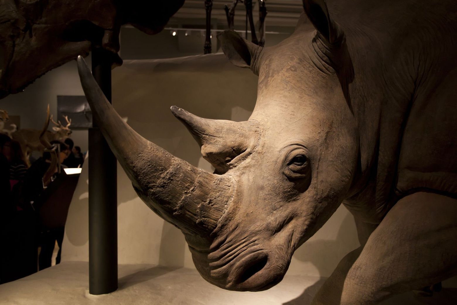 Edinburgh: National Museum of Scotland Audio Tour - photo 2