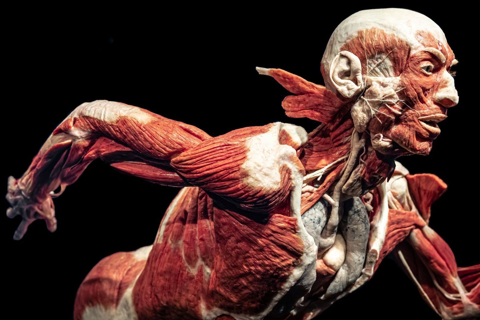 Berlin: BODY WORLDS Ticket