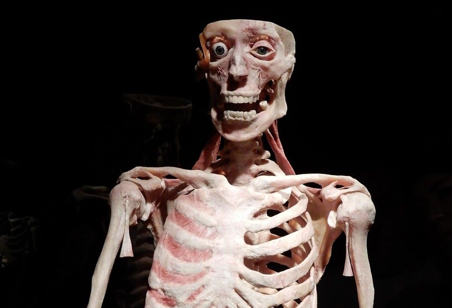 Berlin: BODY WORLDS Ticket - photo 2