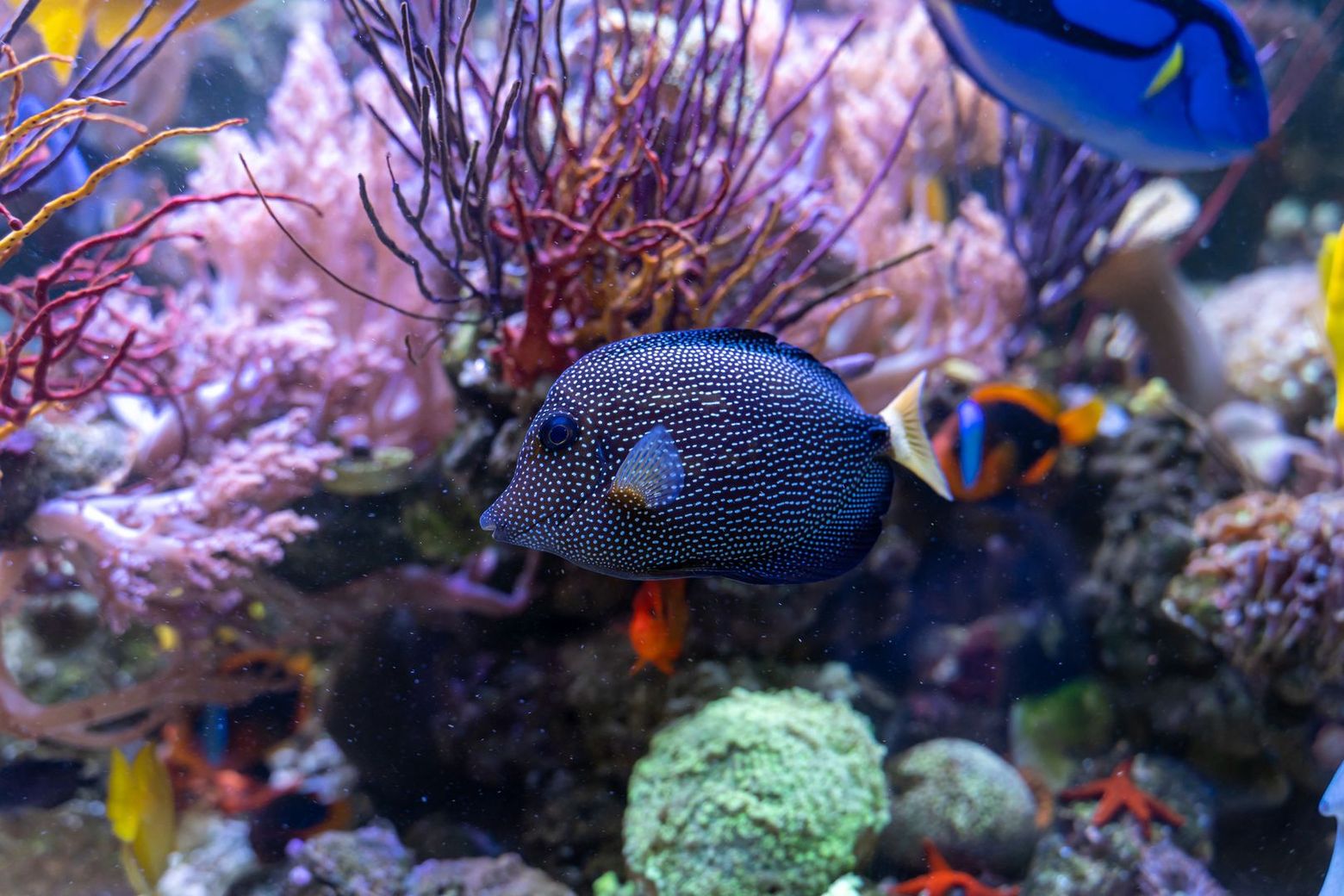 The Dallas World Aquarium: In-App Audio Tour through the Sea World - photo 2