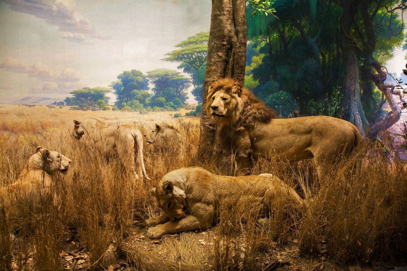 American Museum of Natural History: Entrance Ticket