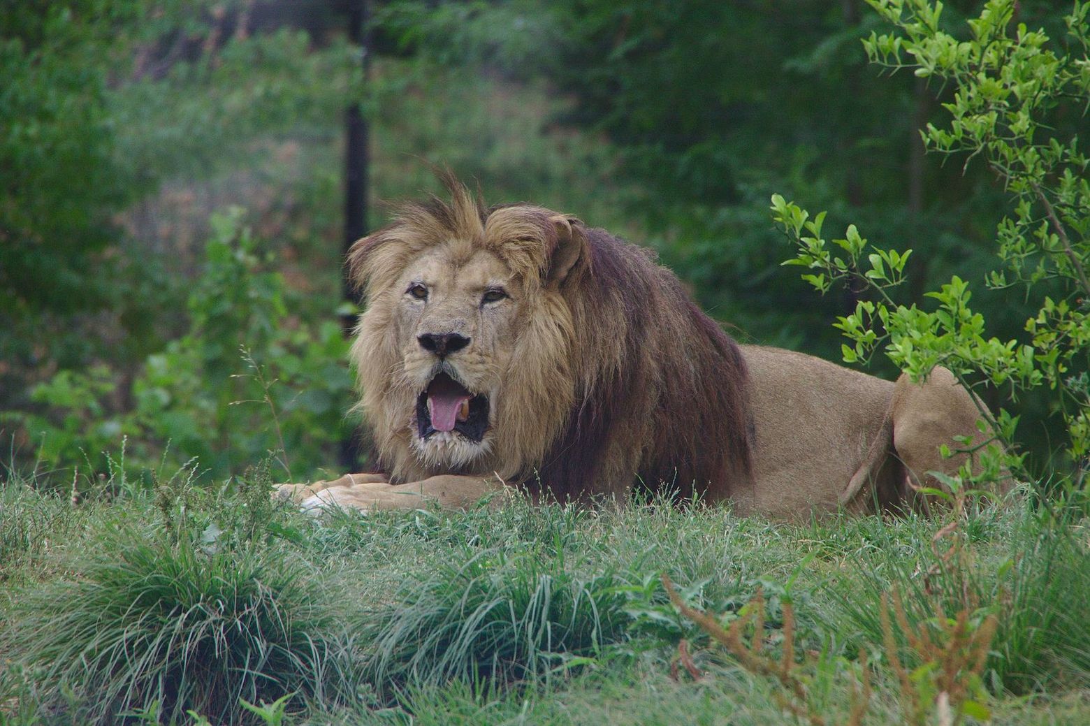 Paris Zoological Park (Parc Zoologique de Paris): Entrance Ticket - photo 2