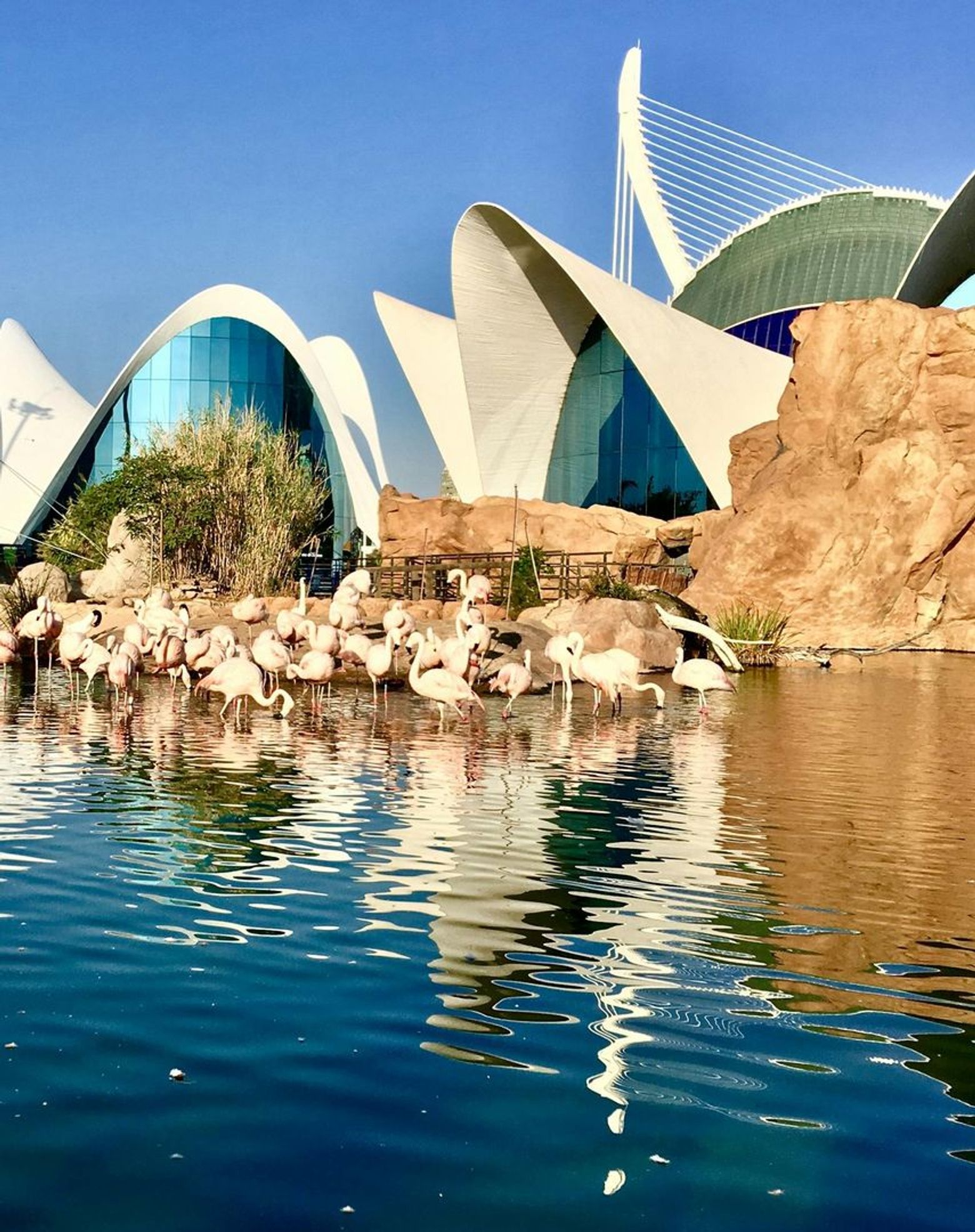 Oceanogràfic & Science Museum: Entry Ticket - photo 2