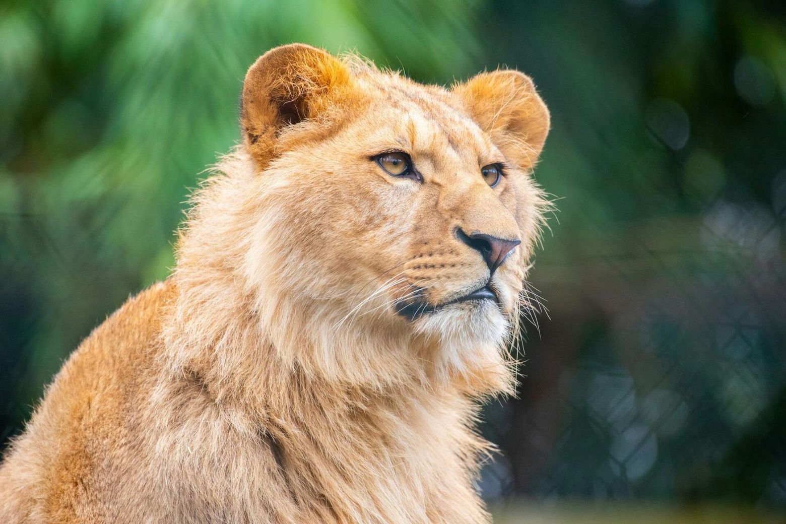 Amnéville Zoo: Fast Track Ticket - photo 2